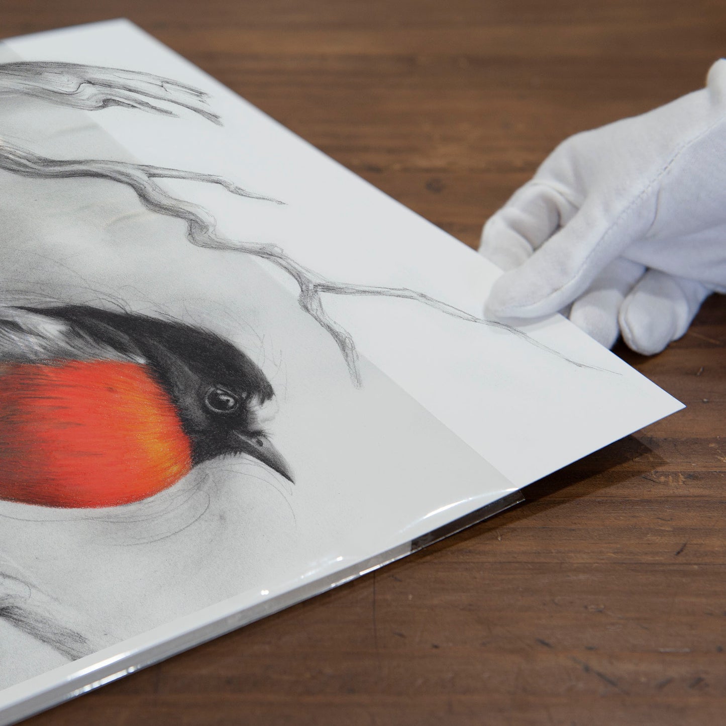 'Scarlet Robin' art print