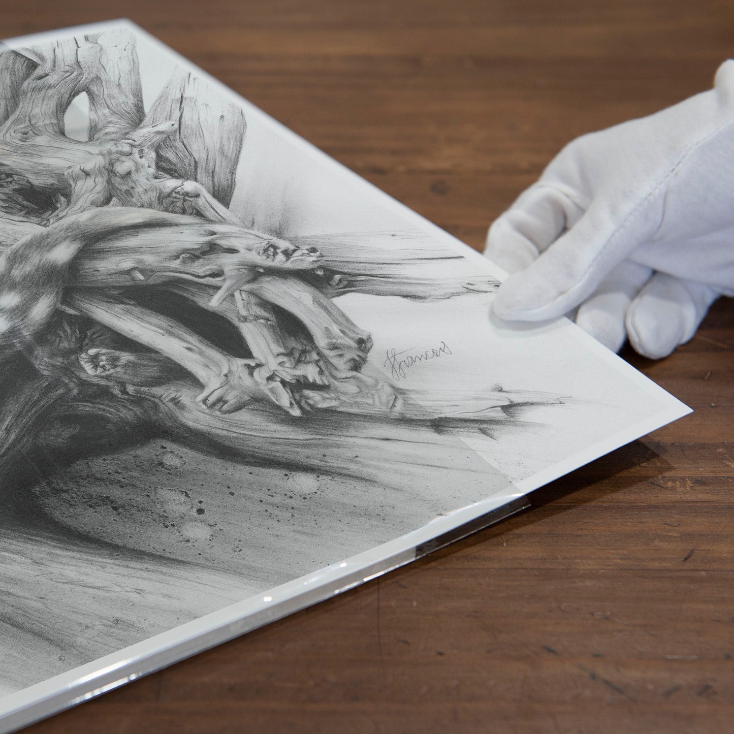 'Spotted Quoll' art print
