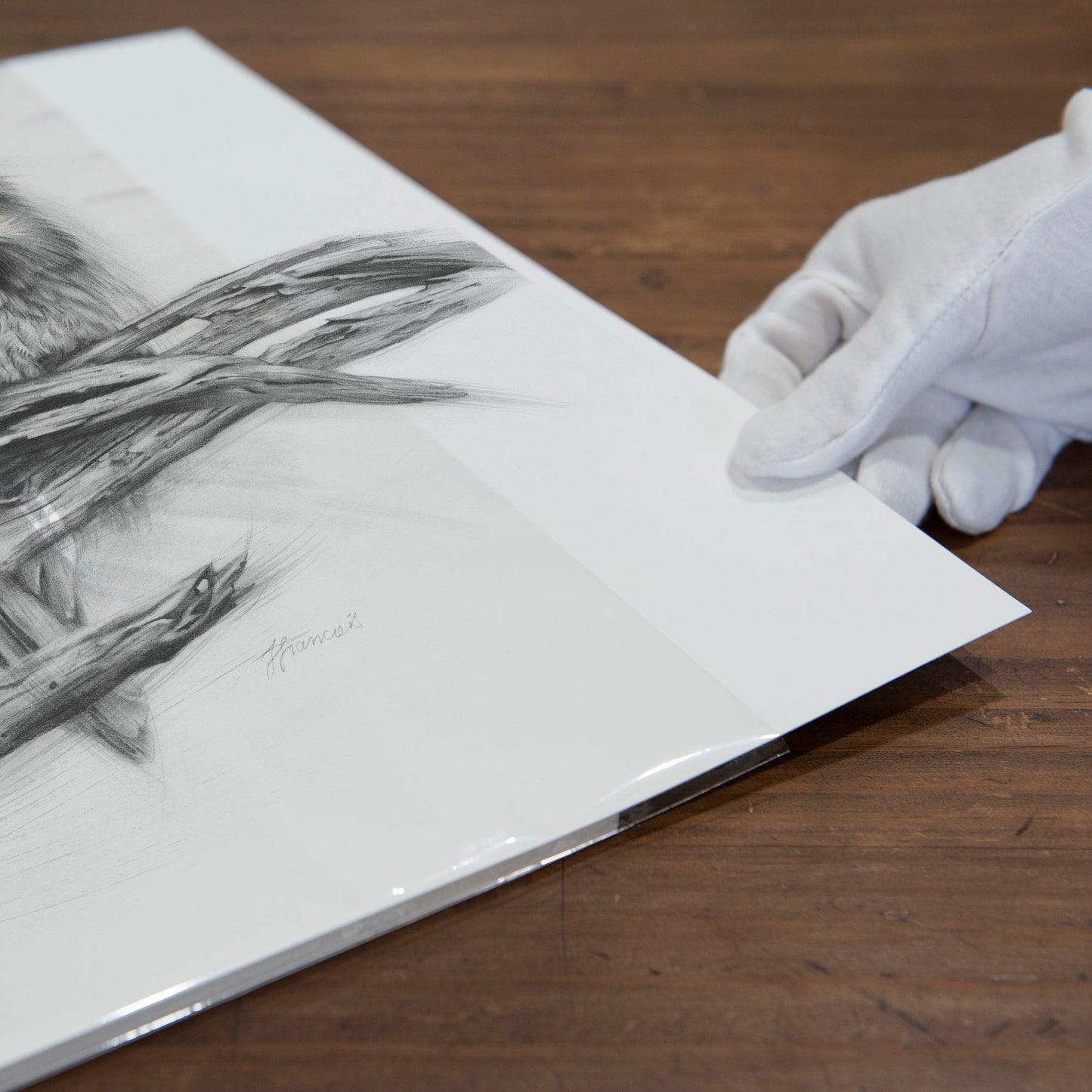 'Tawny Frogmouth Trio' art print