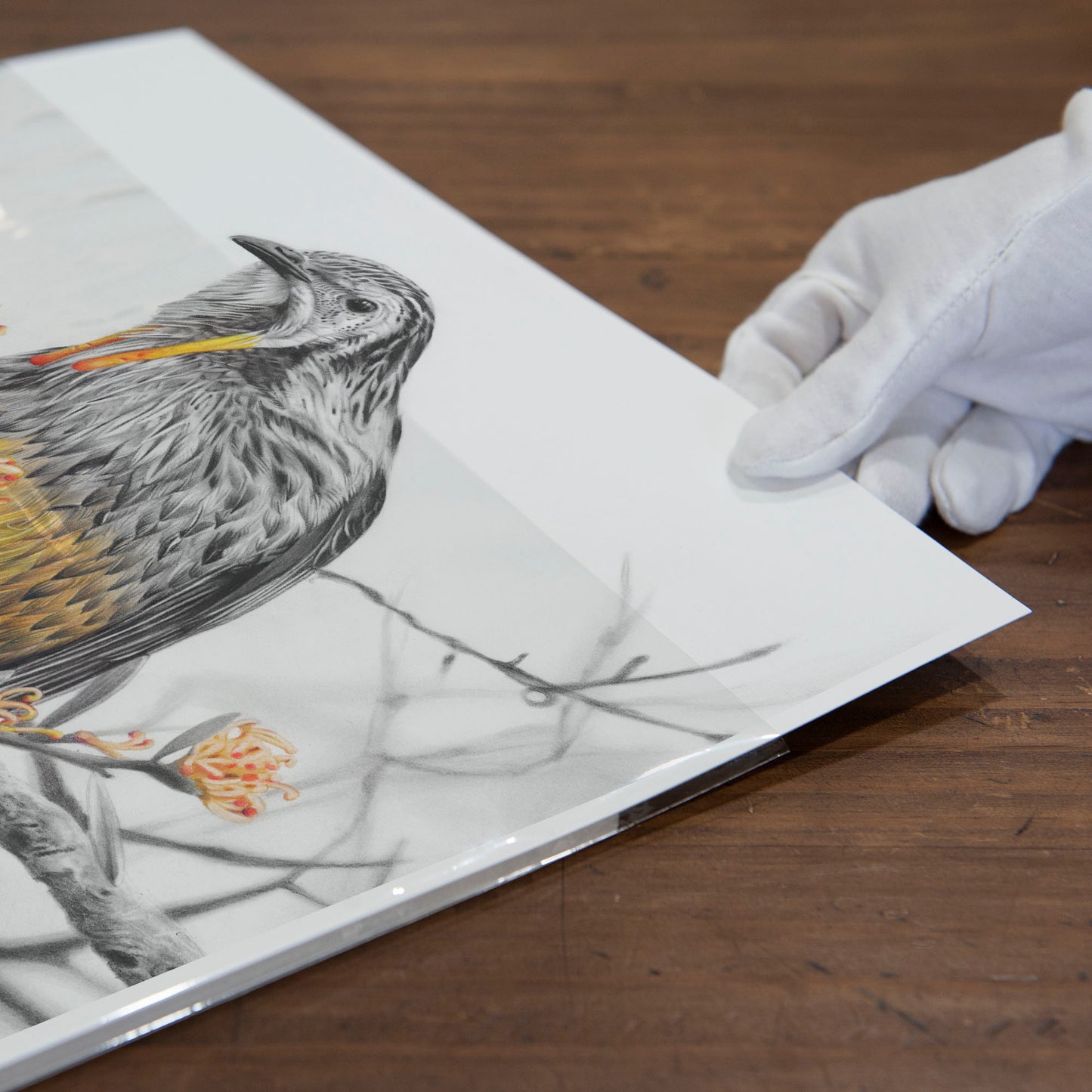 'Yellow Wattlebird' art print