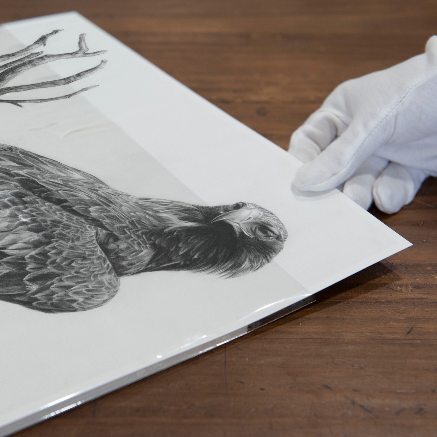 'Wedge-tailed Eagle' art print