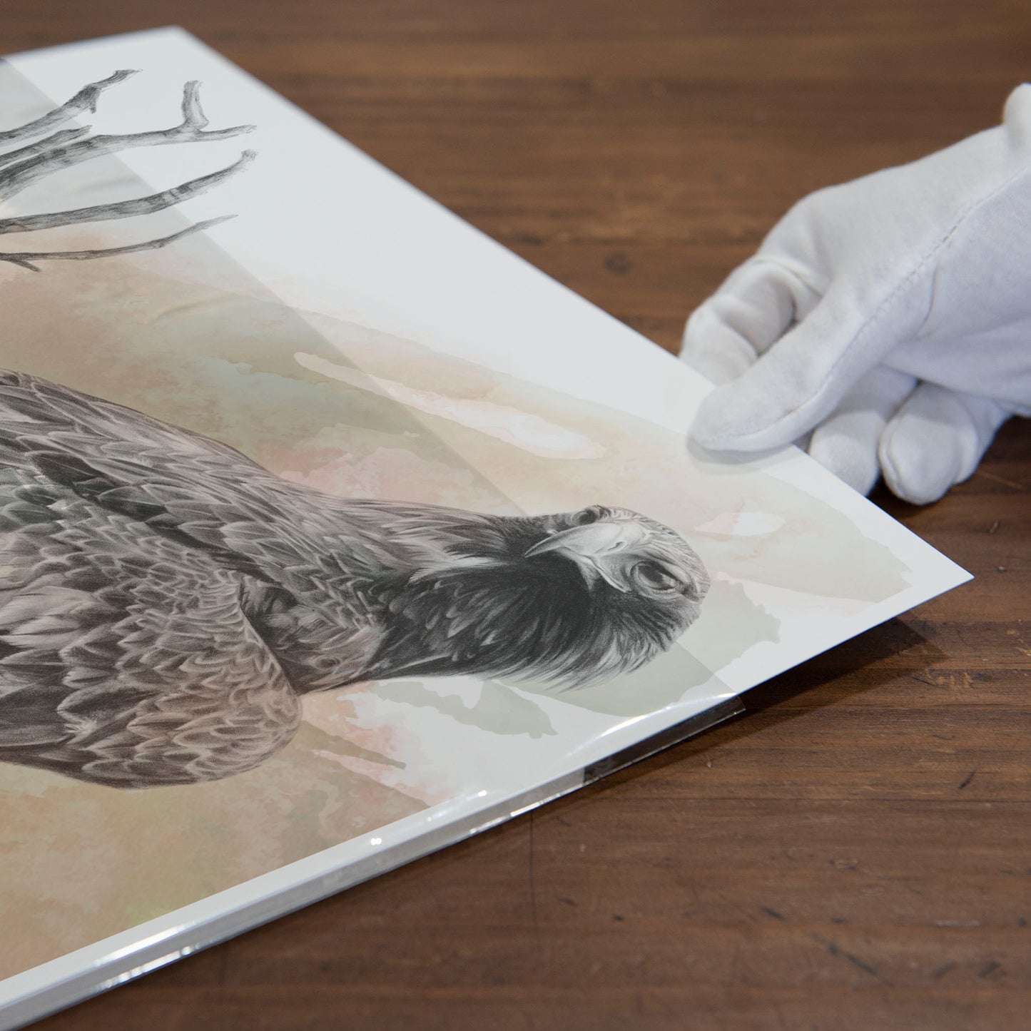 'Wedge-tailed Eagle Colour' art print