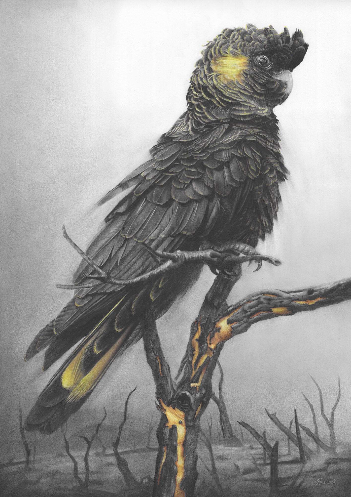 'Black Cockatoo' art print