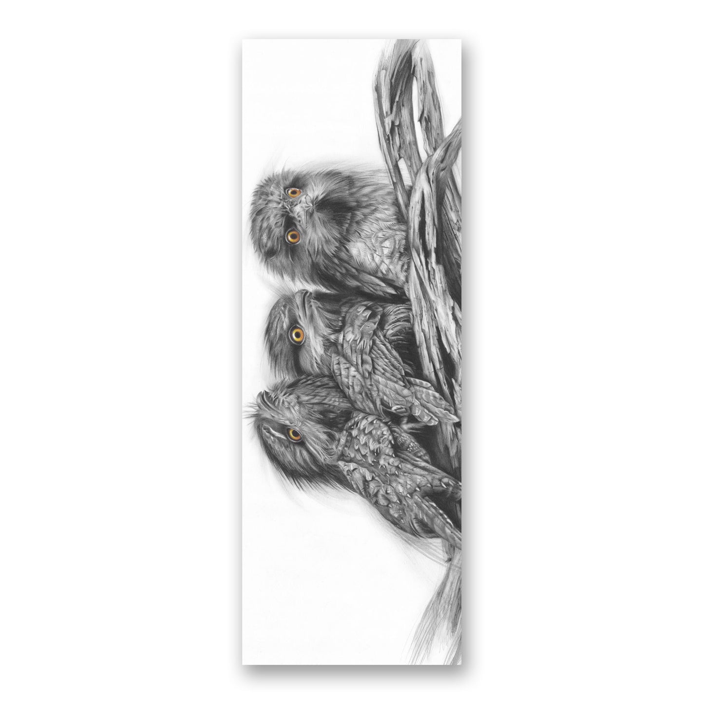 'Tawny Frogmouth Trio' bookmark
