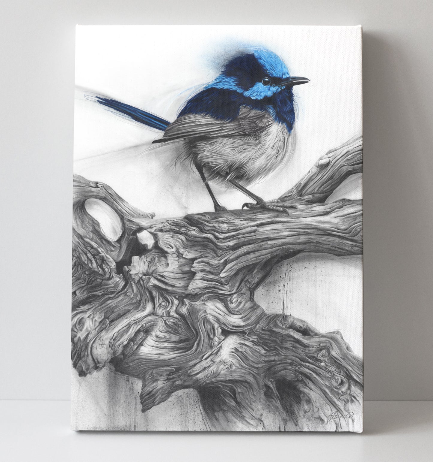 'Fairy Wren' canvas print