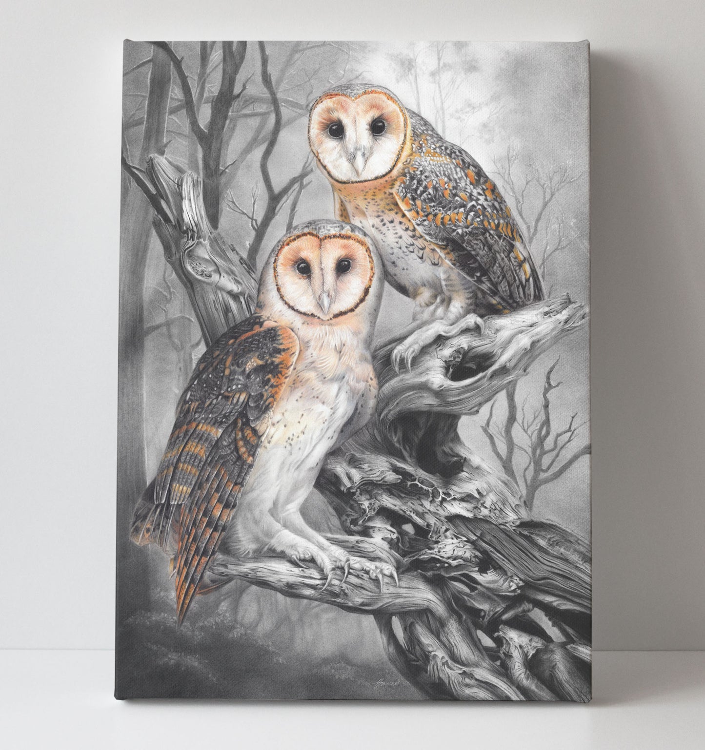 'Tasmanian Masked Owls' canvas print