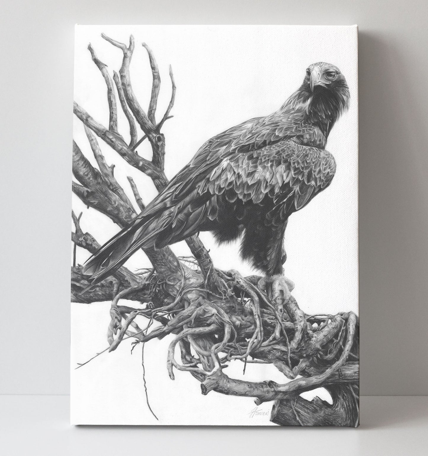 'Wedge-tailed Eagle' canvas print