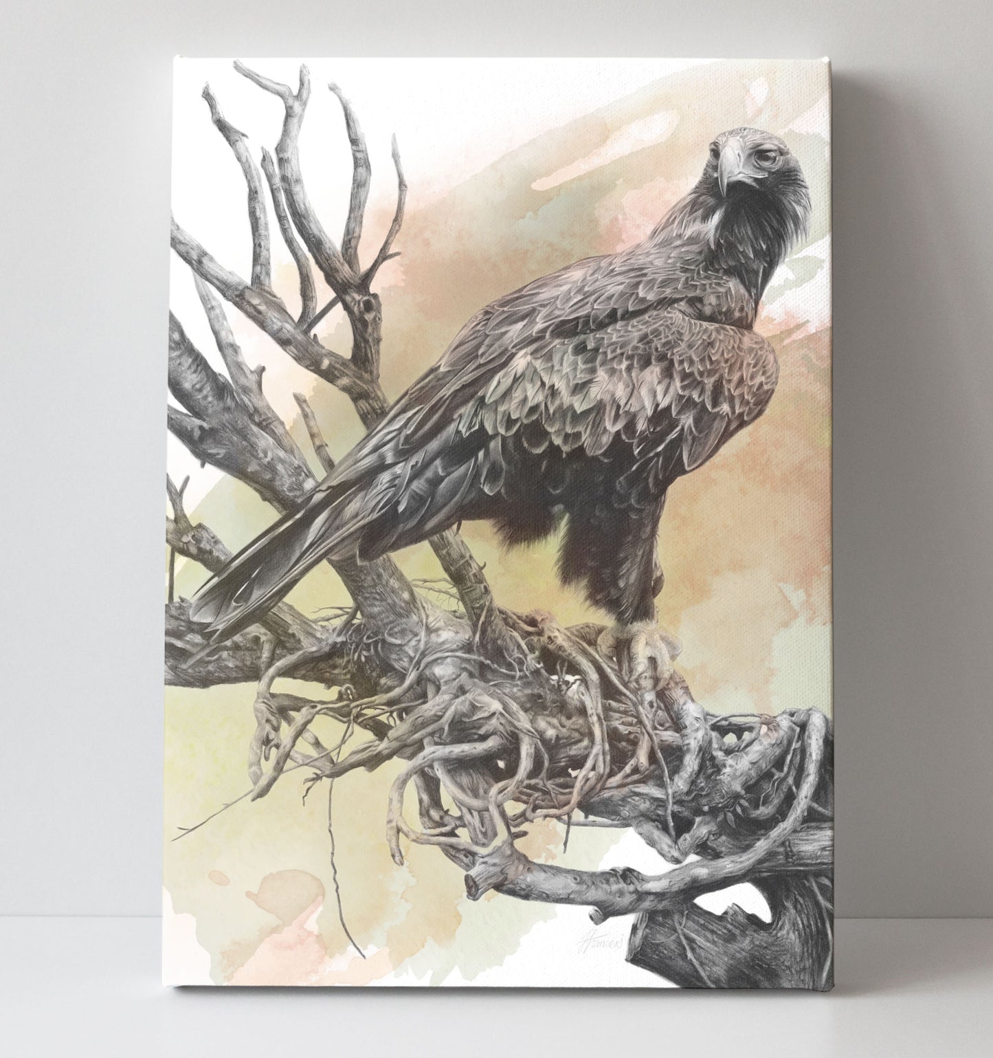 'Wedge-tailed Eagle Colour' canvas print