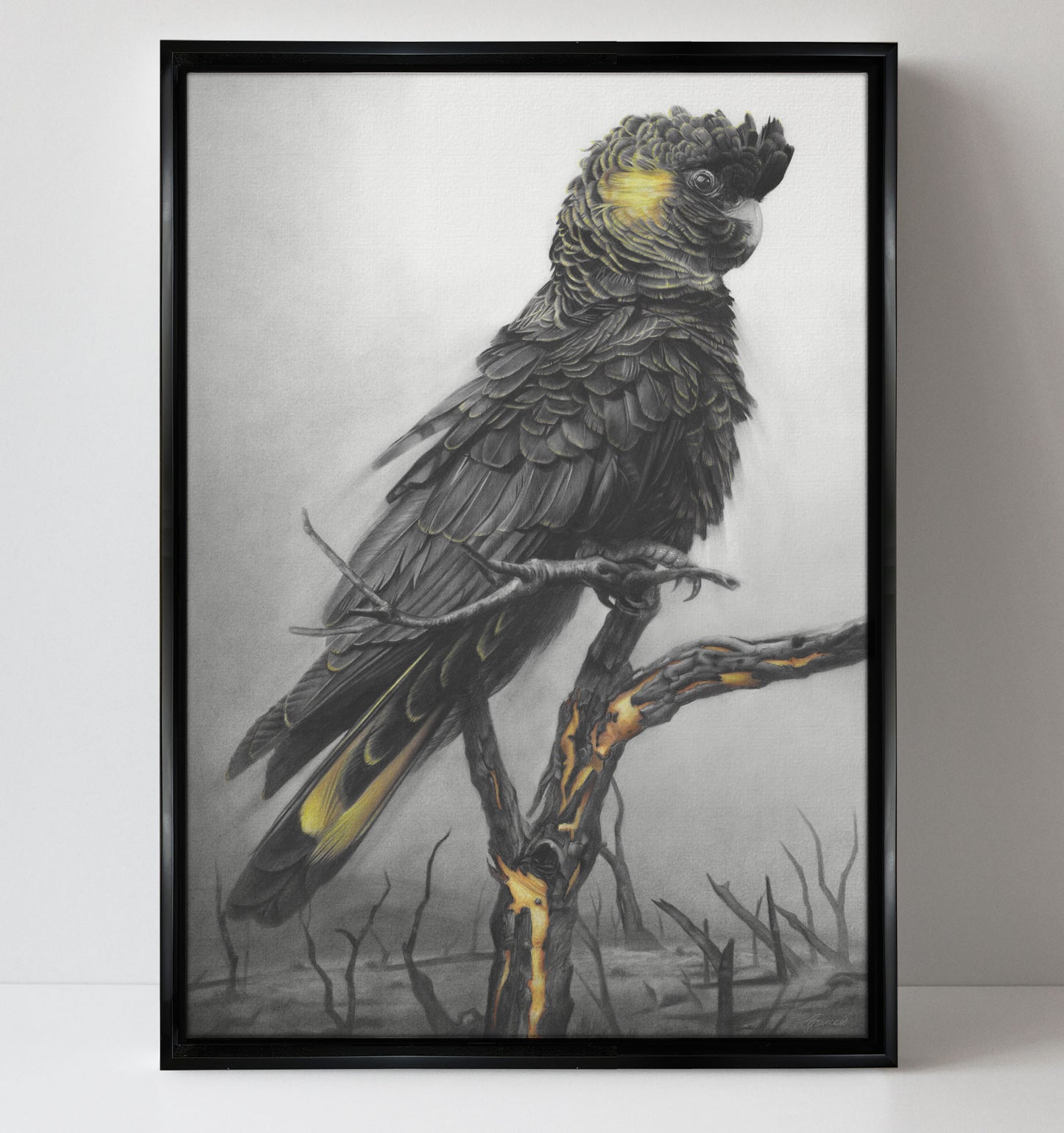 'Black Cockatoo' canvas print