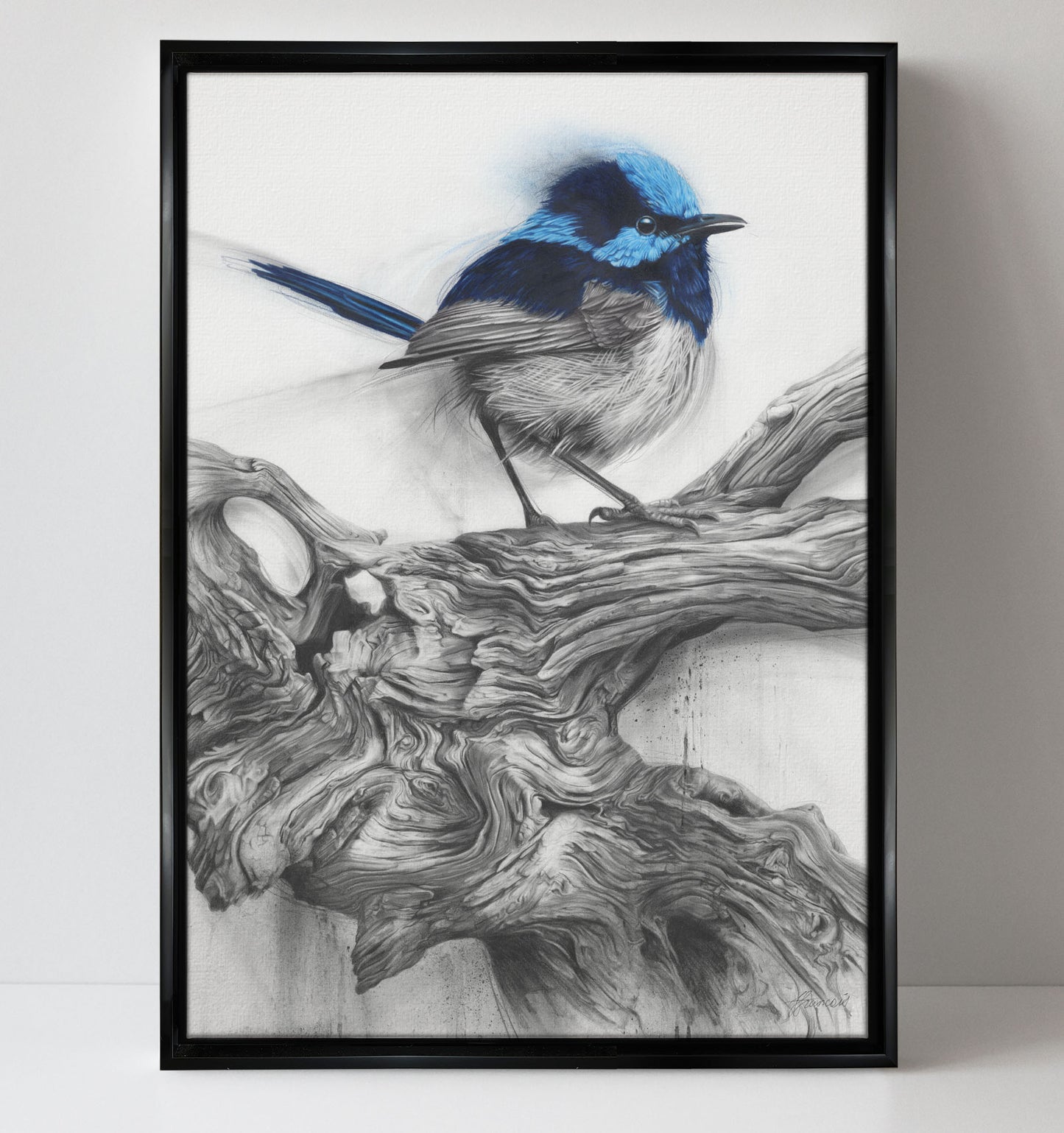 'Fairy Wren' canvas print