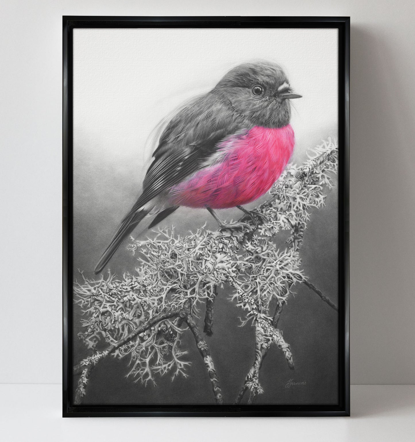 'Pink Robin' canvas print