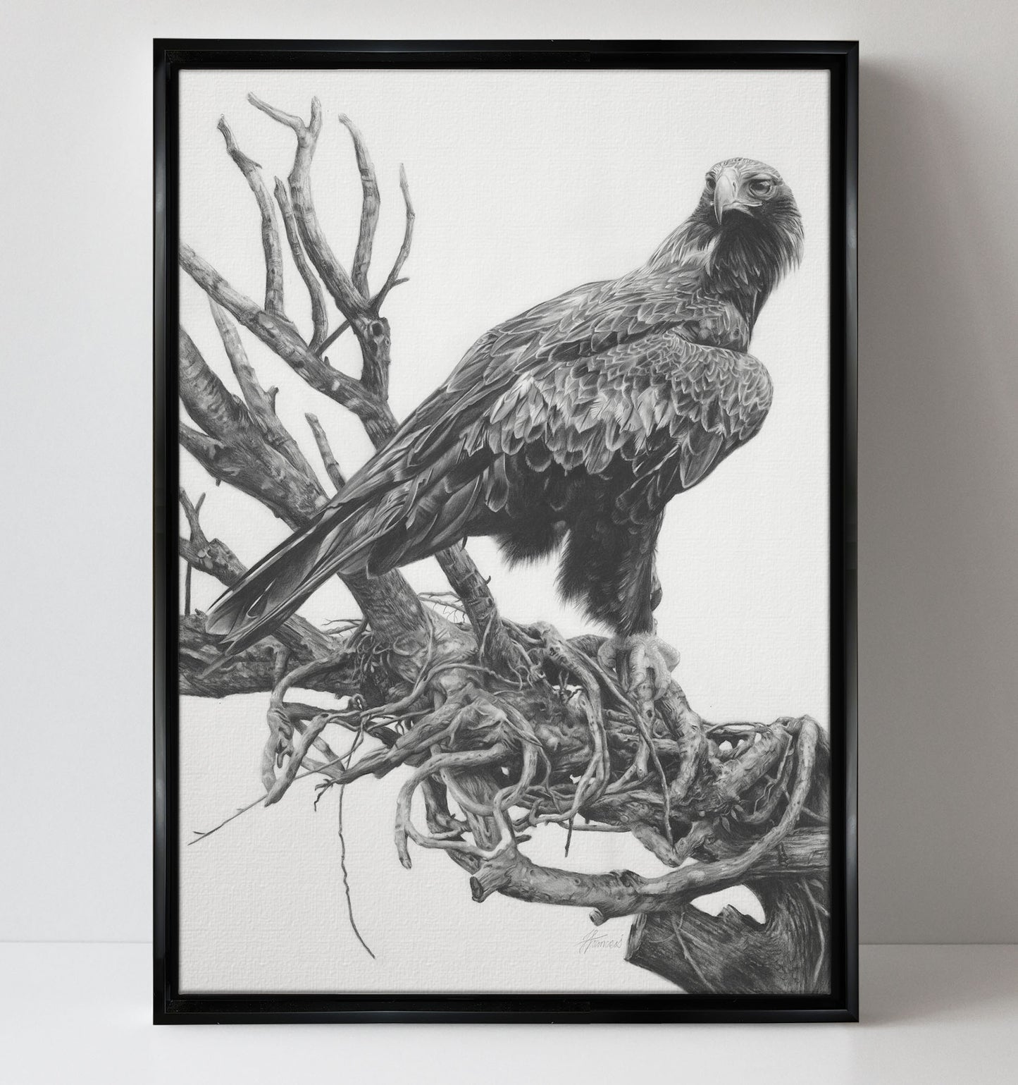 'Wedge-tailed Eagle' canvas print