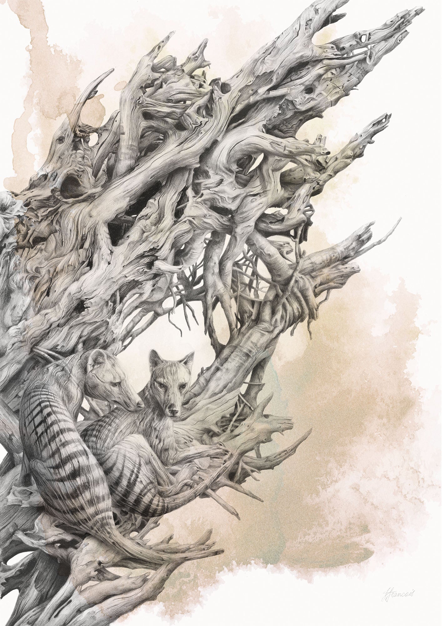 'Driftwood Thylacine' art print (with colour)