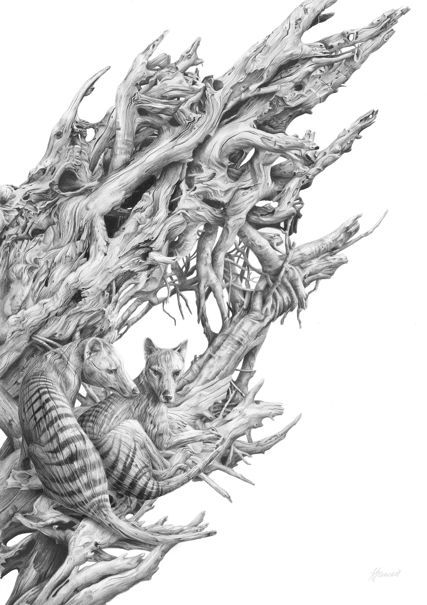 'Driftwood Thylacine' art print