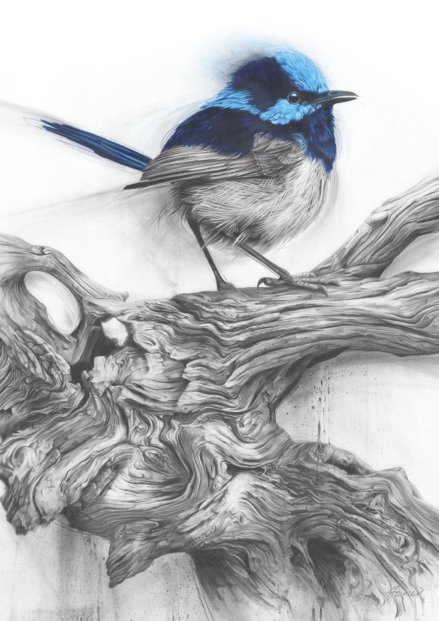 Fairy Wren pencil drawing