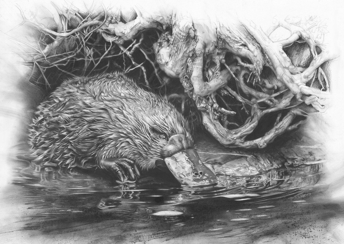'Platypus' canvas print