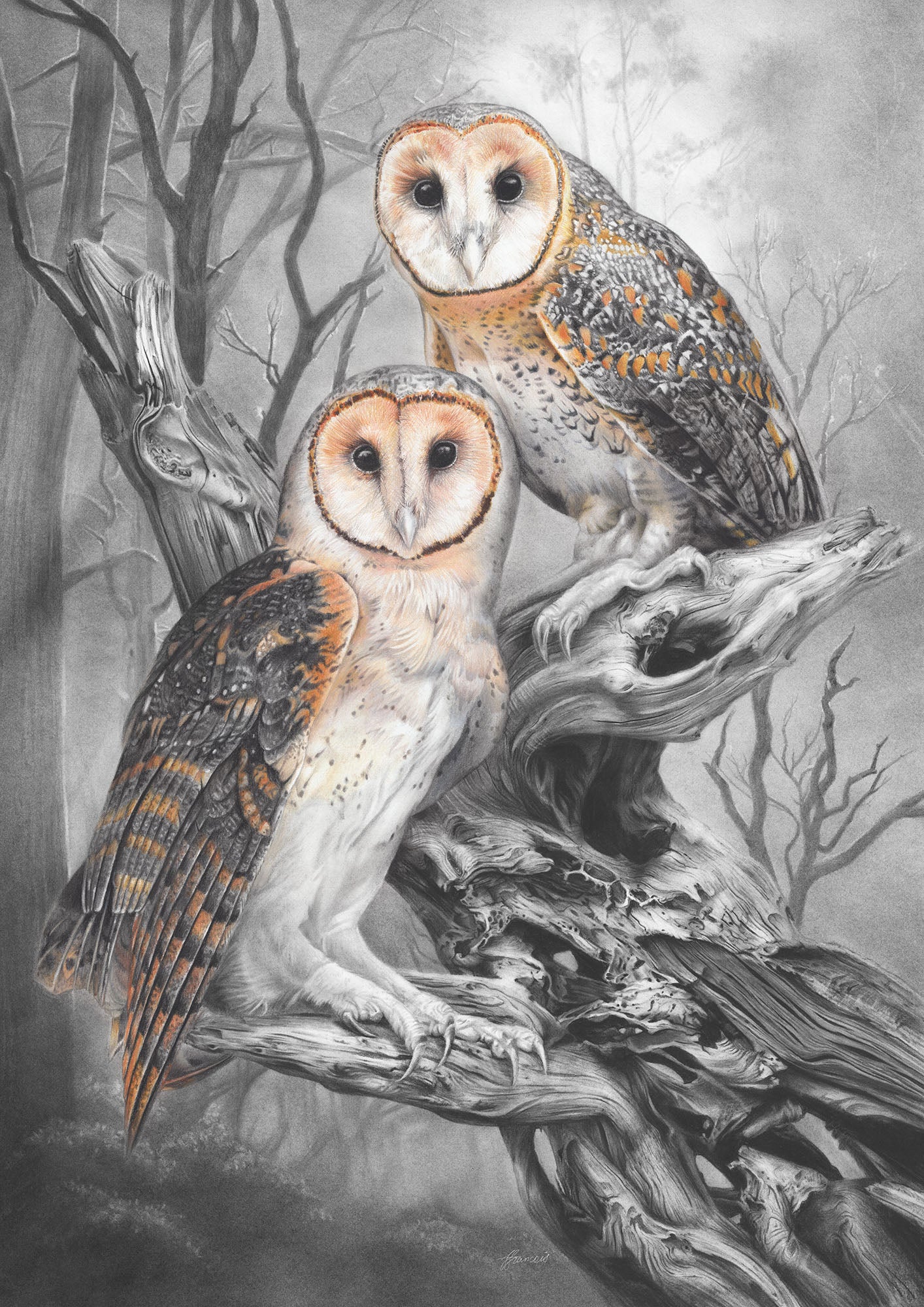 'Tasmanian Masked Owls' A5 art card