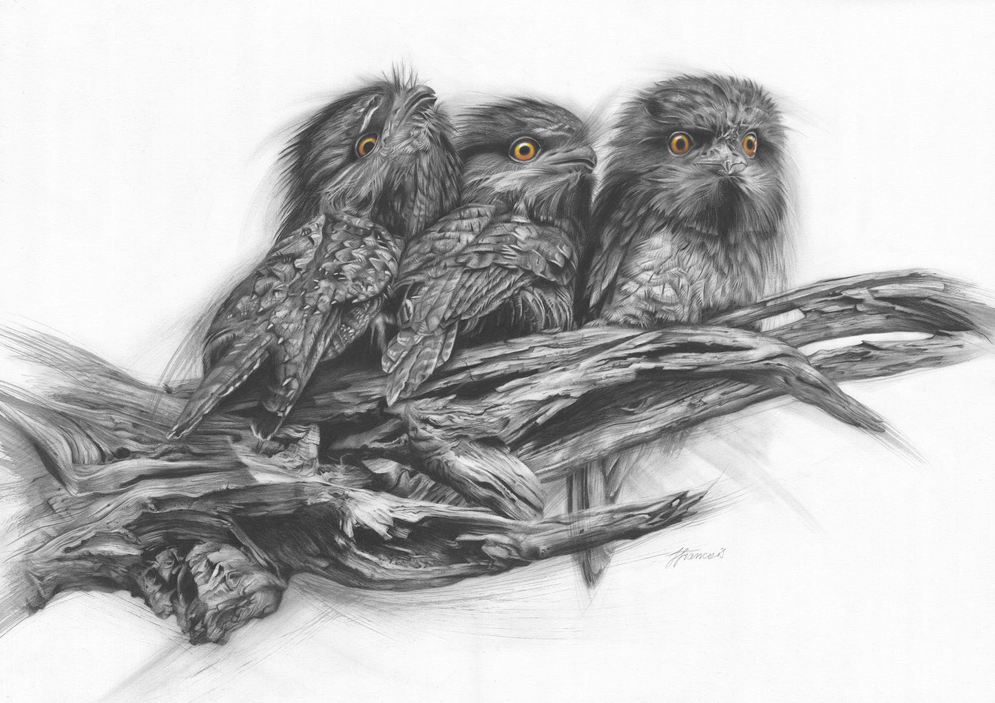 'Tawny Frogmouth Trio' art print