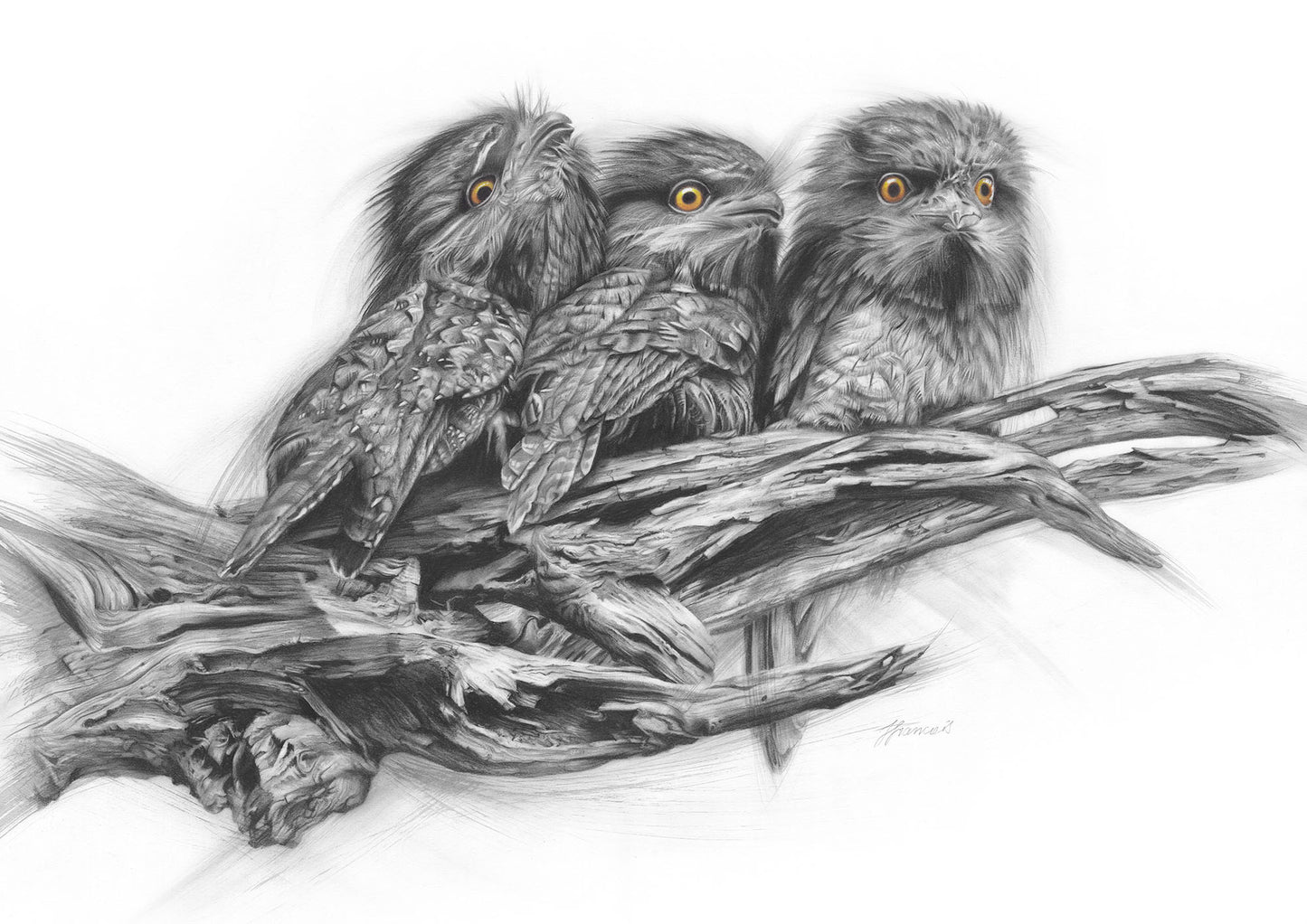 'Tawny Frogmouth Trio' canvas print