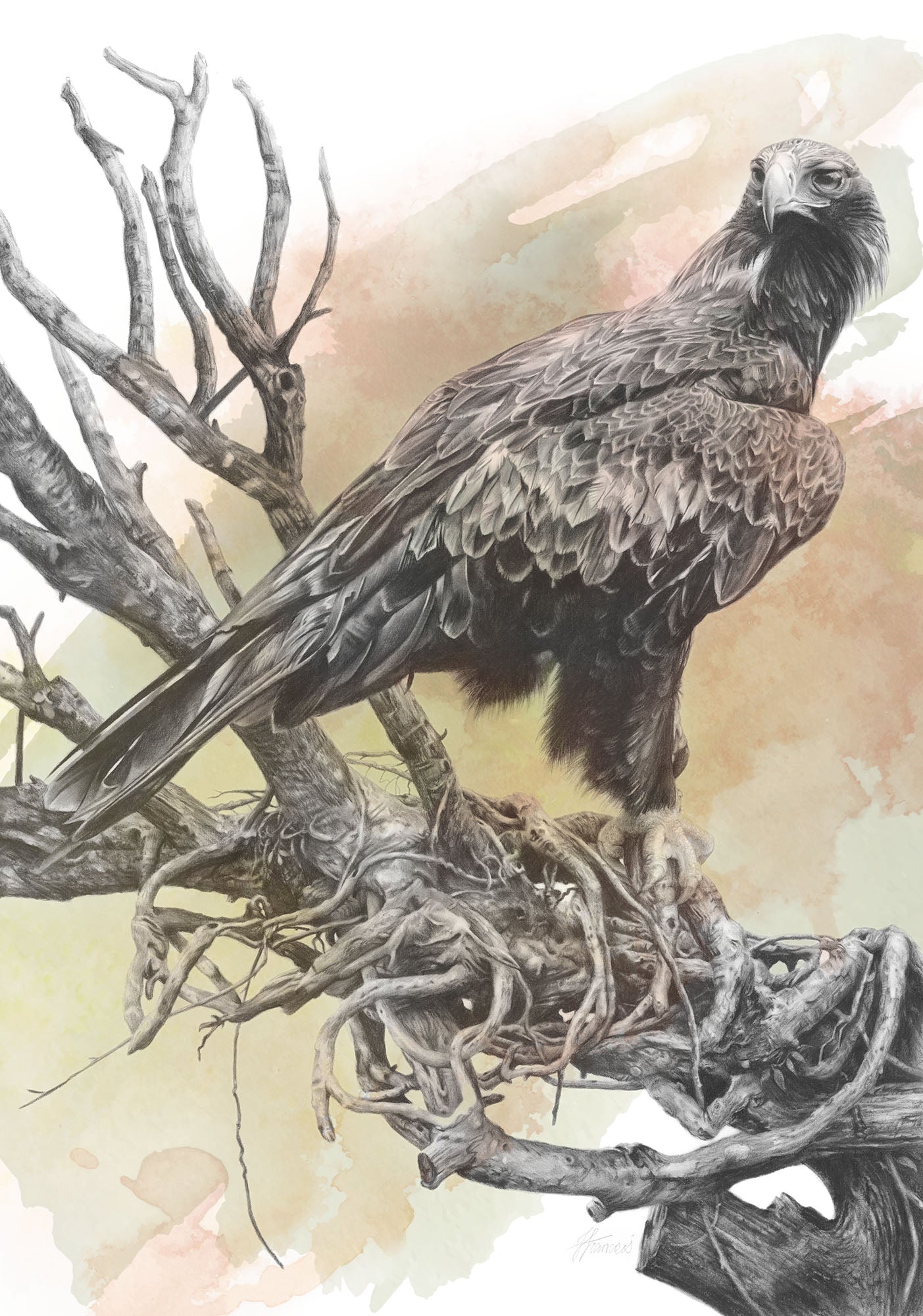 'Wedge-tailed Eagle Colour' canvas print