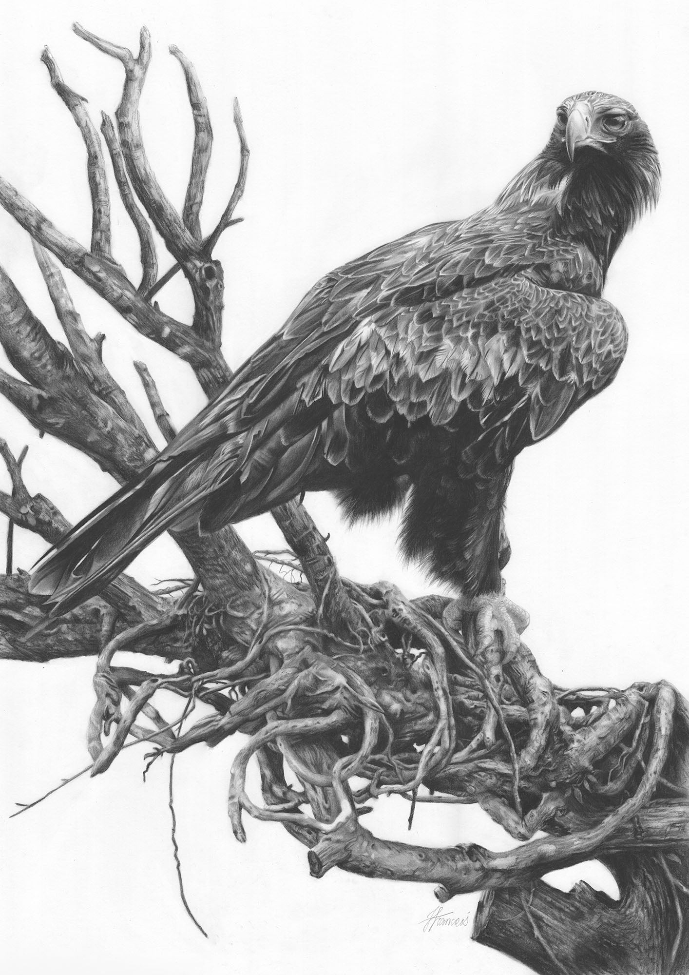 'Wedge-tailed Eagle' art print