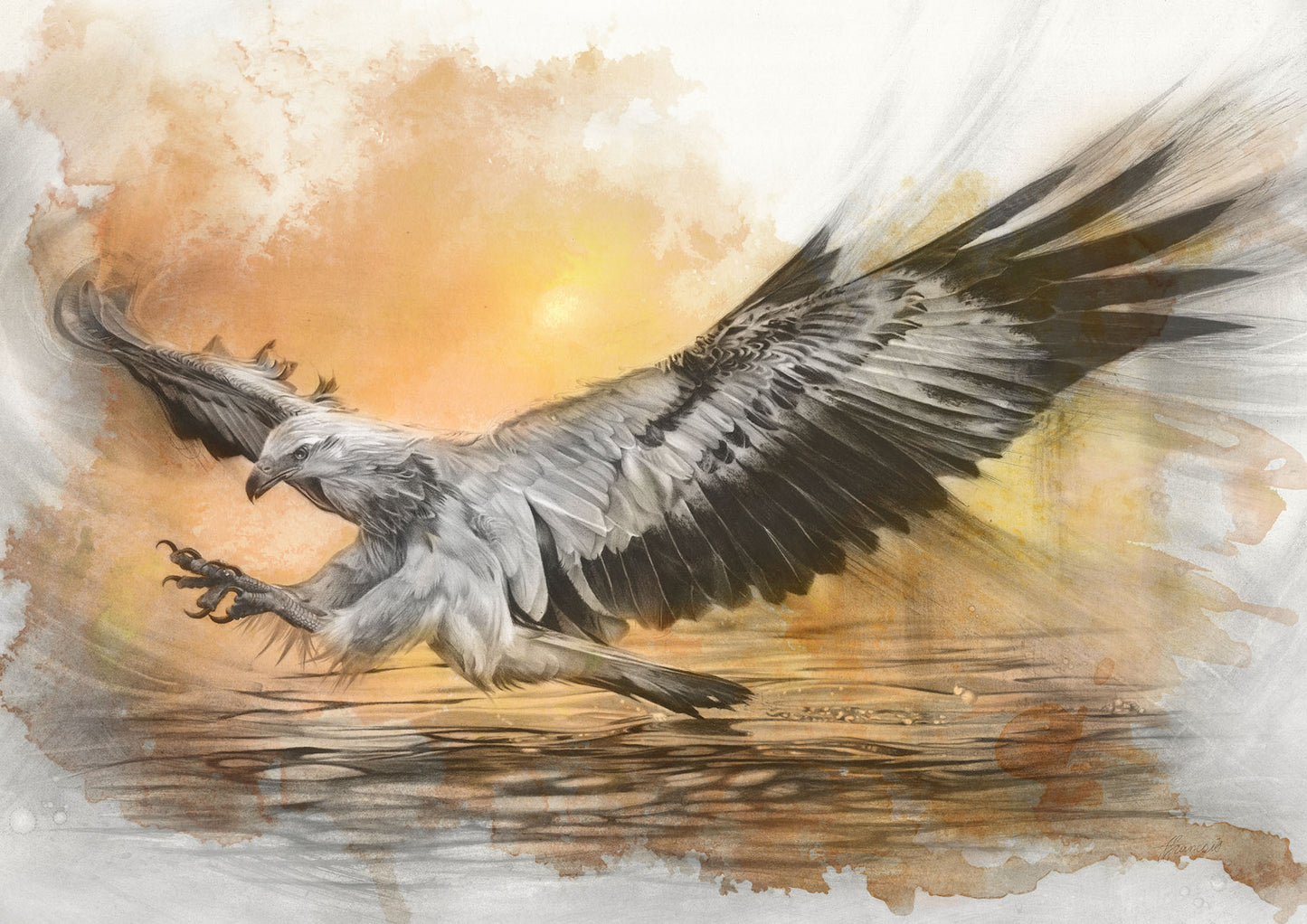 'White-bellied Sea Eagle Sunset' canvas print