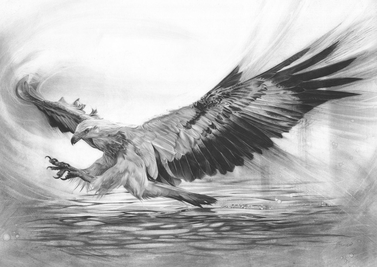 'White-bellied Sea Eagle' canvas print