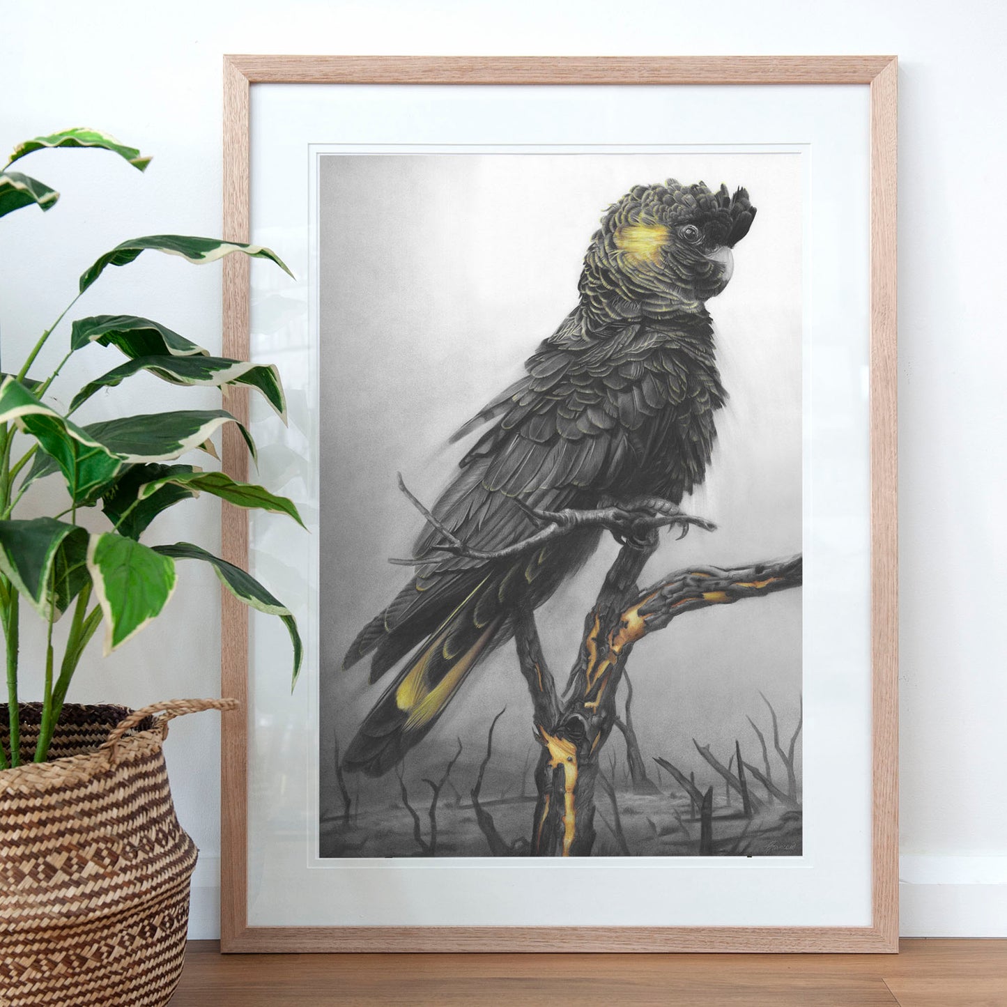'Black Cockatoo' art print