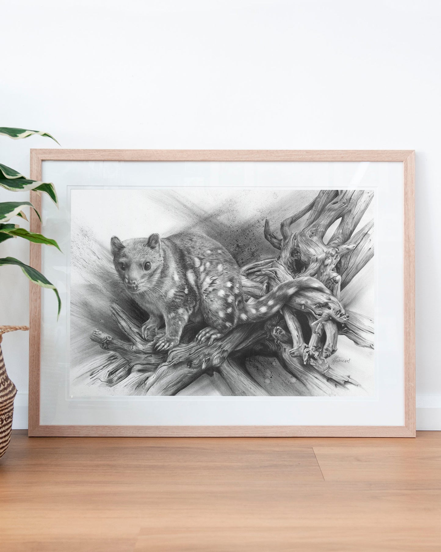 'Spotted Quoll' art print