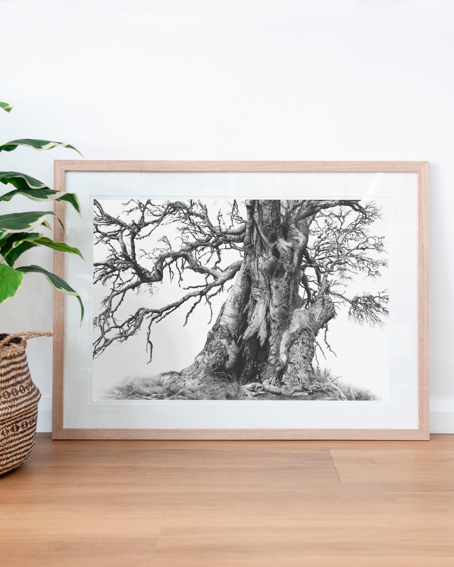 'Tree Elder 1' art print