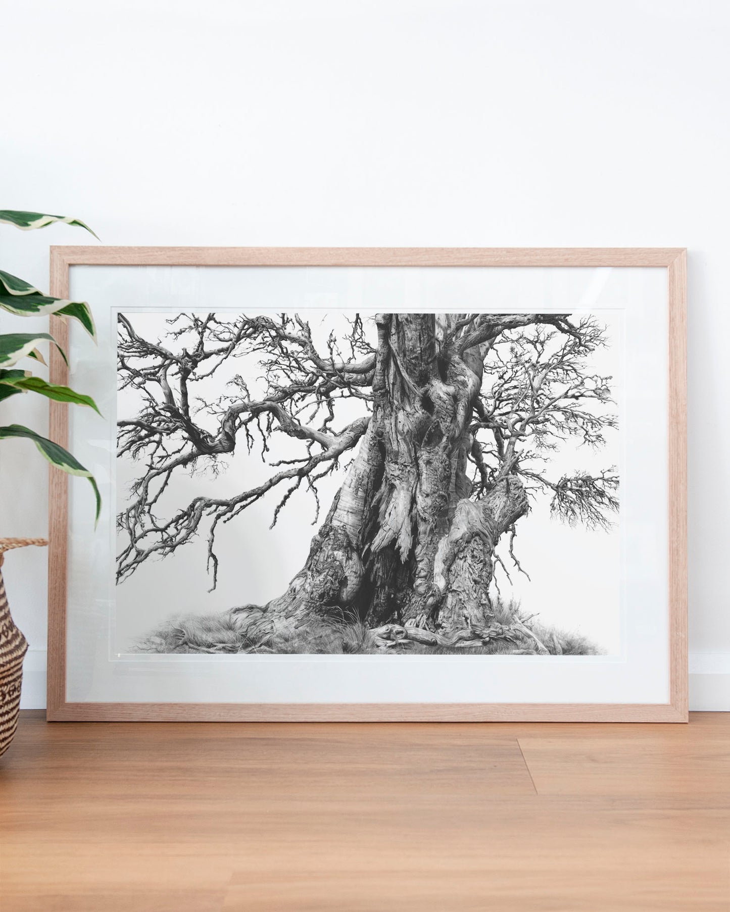 'Tree Elder 1' art print