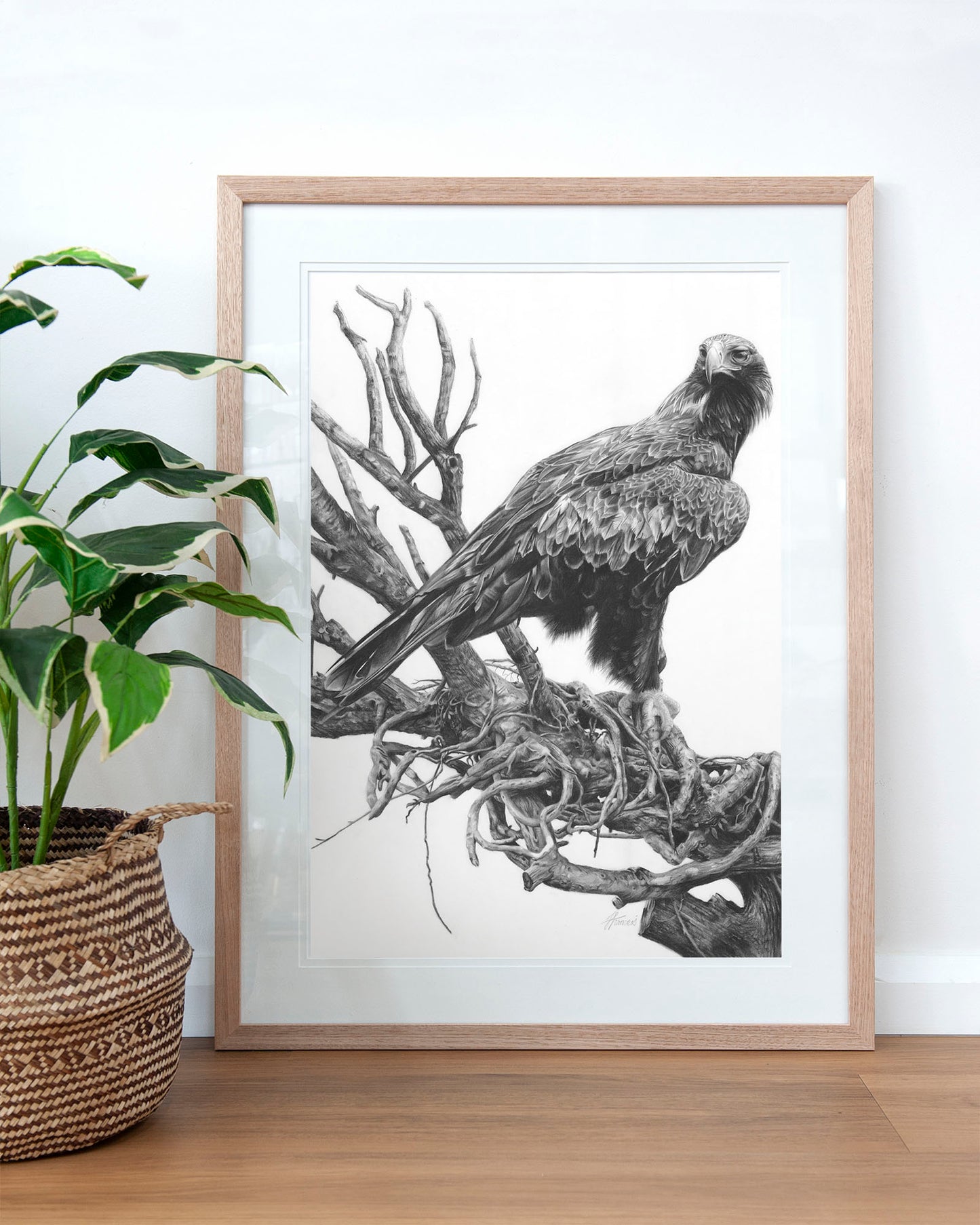 'Wedge-tailed Eagle' art print