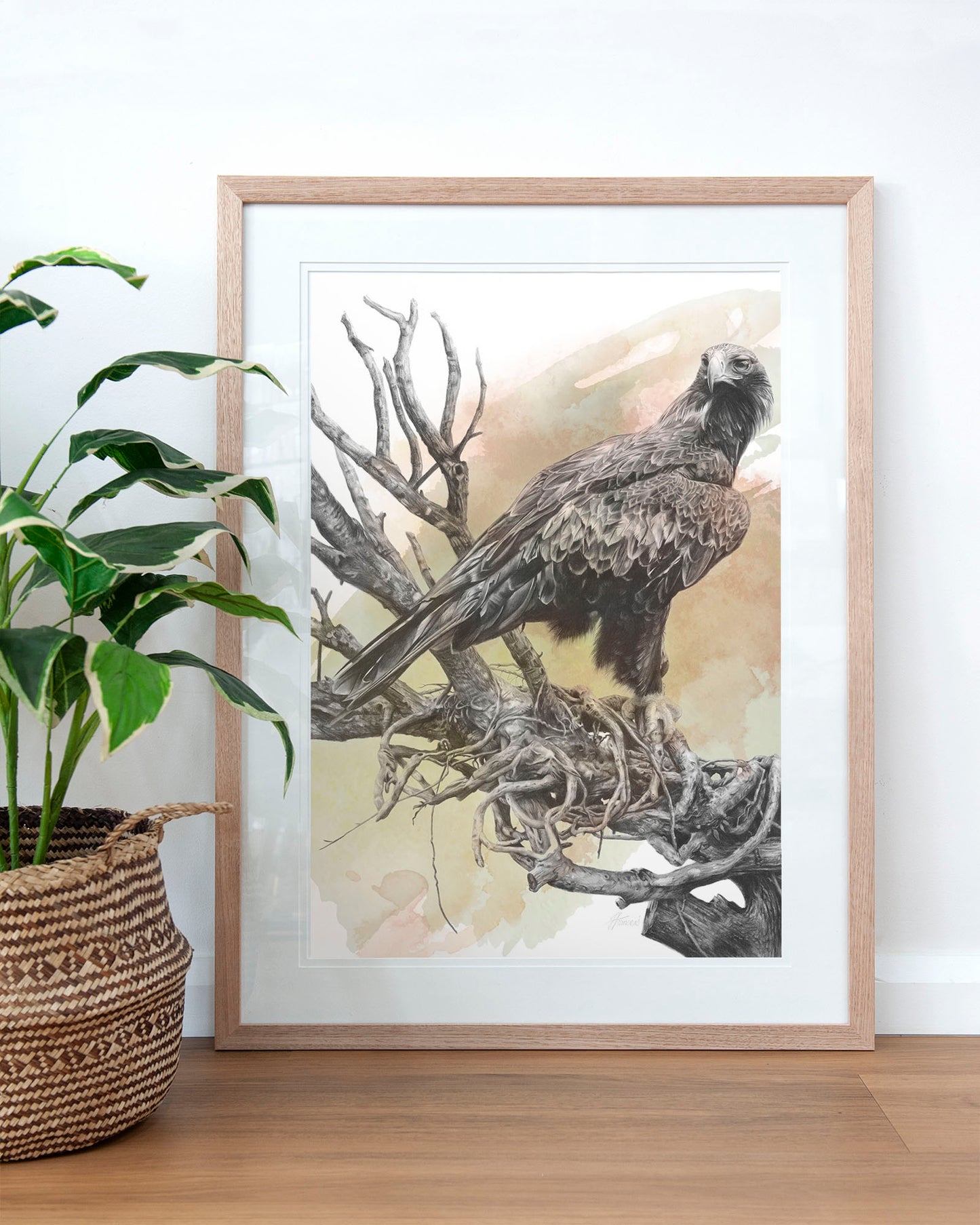 'Wedge-tailed Eagle Colour' art print