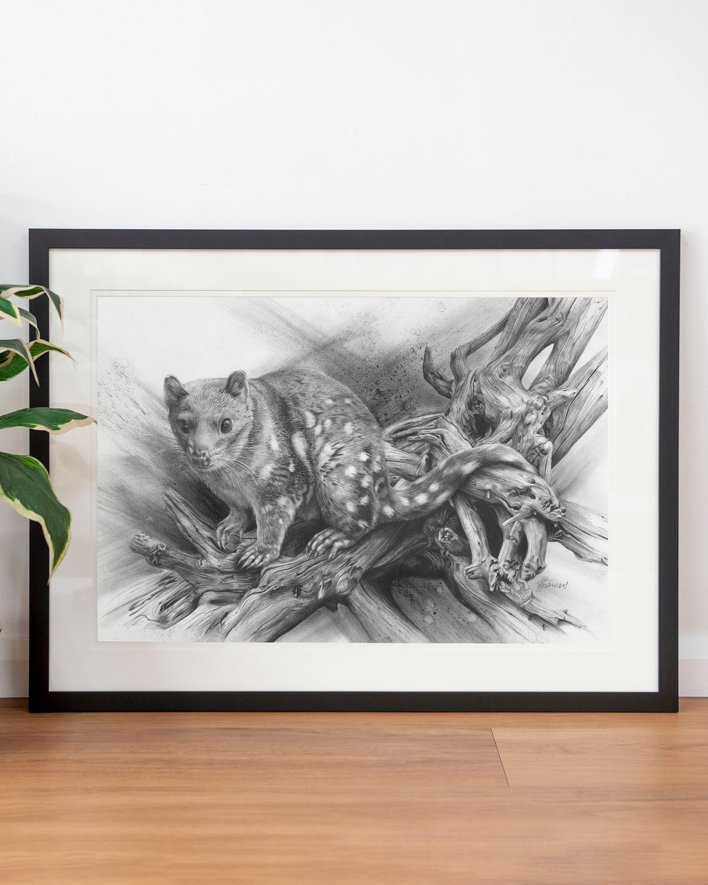 'Spotted Quoll' art print