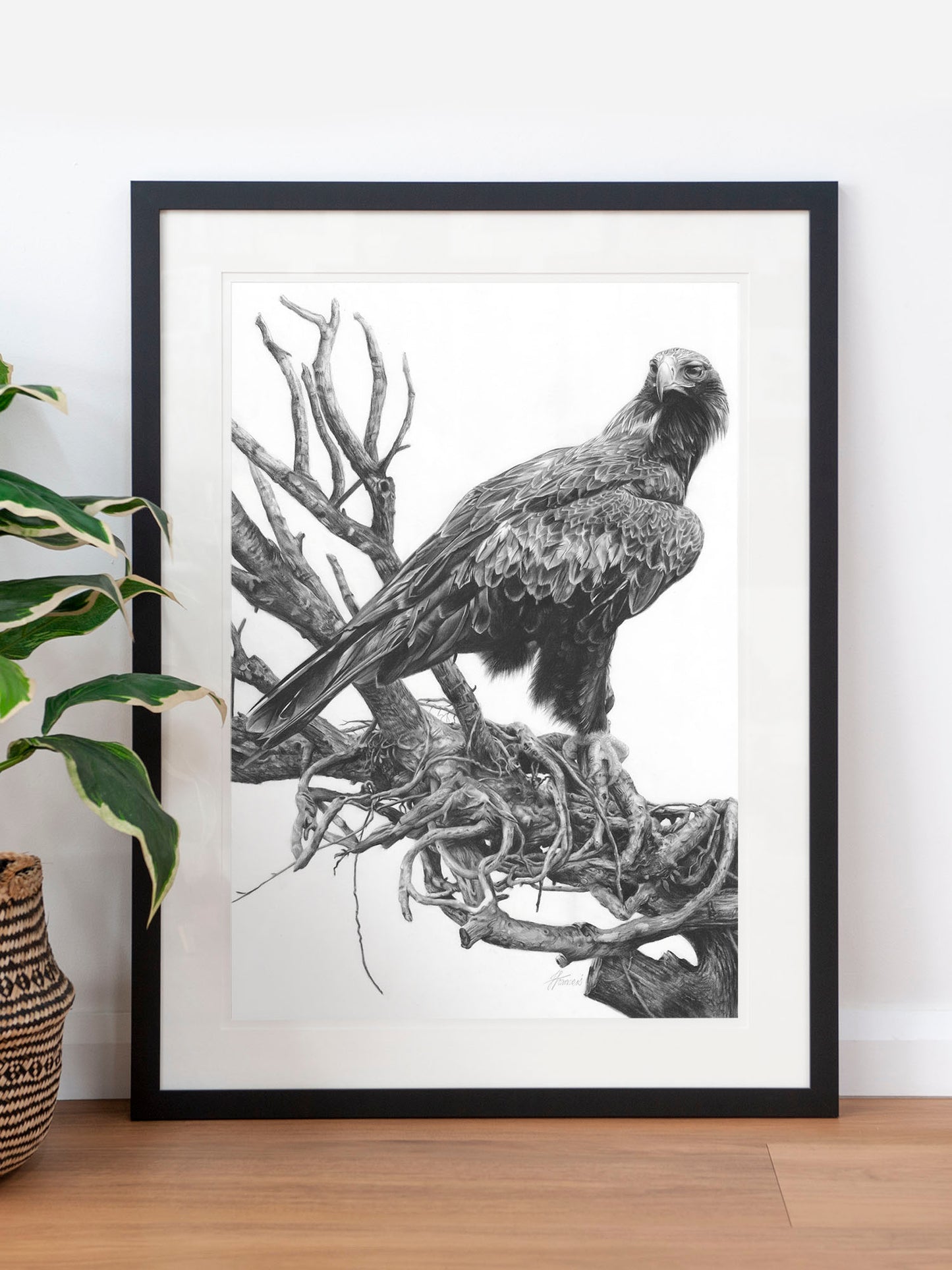 'Wedge-tailed Eagle' art print