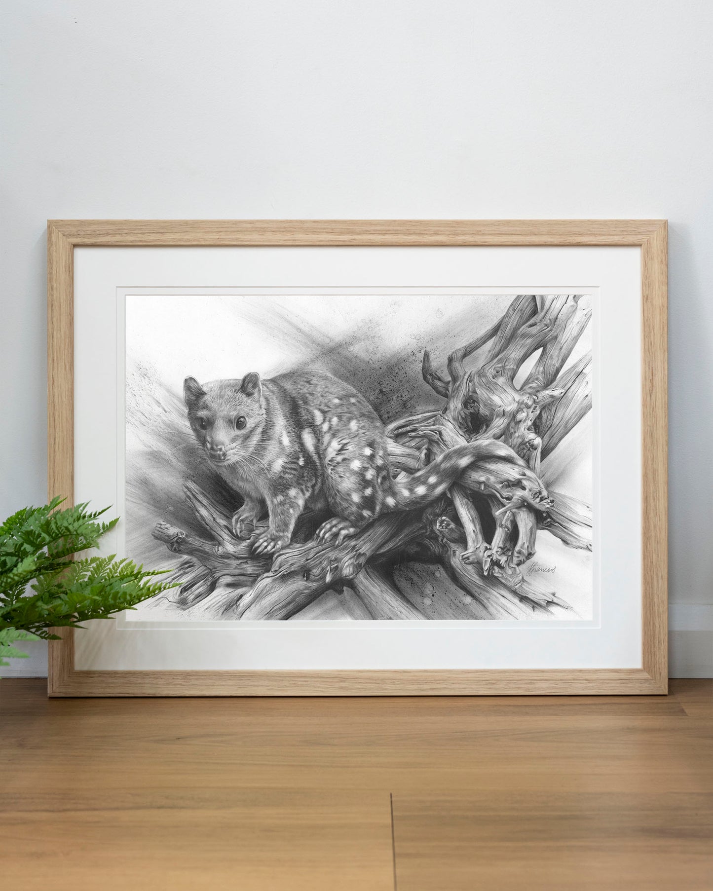 'Spotted Quoll' art print