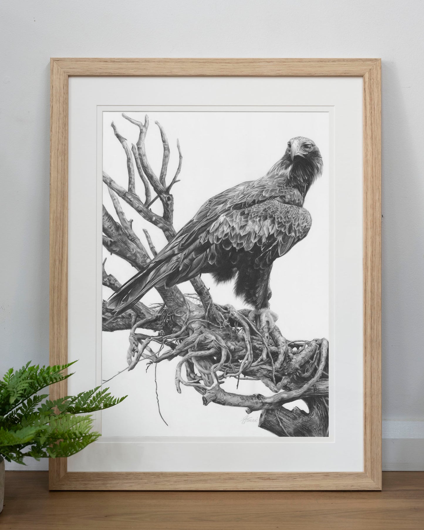 'Wedge-tailed Eagle' art print