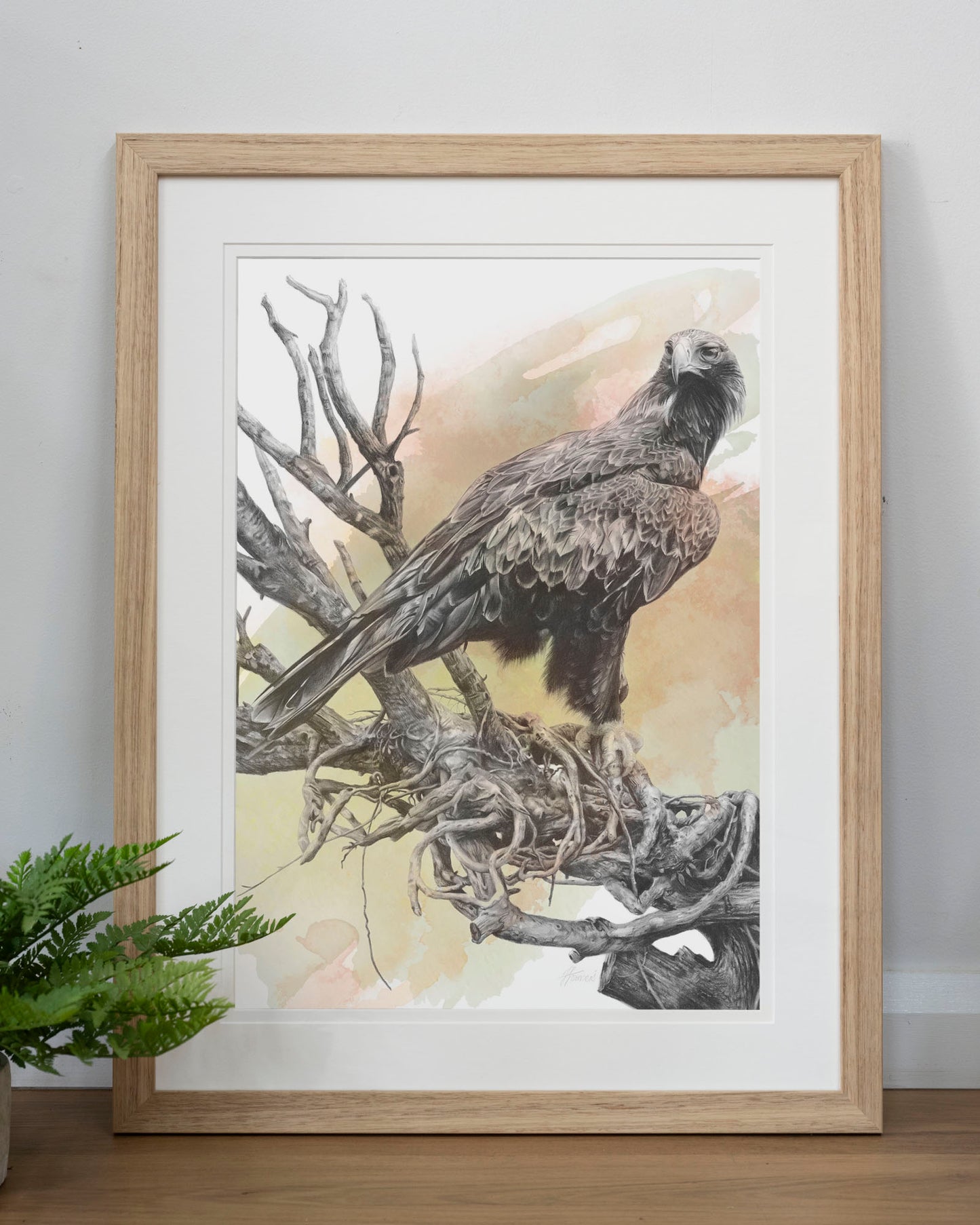 'Wedge-tailed Eagle Colour' art print