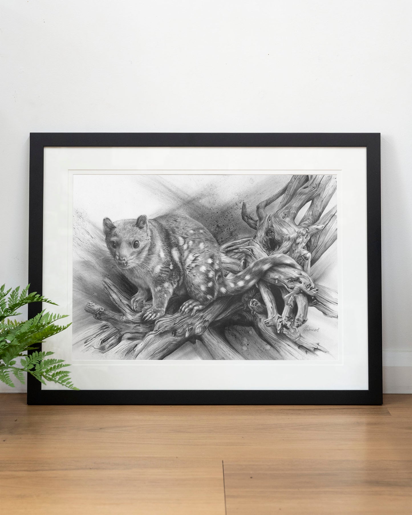 'Spotted Quoll' art print