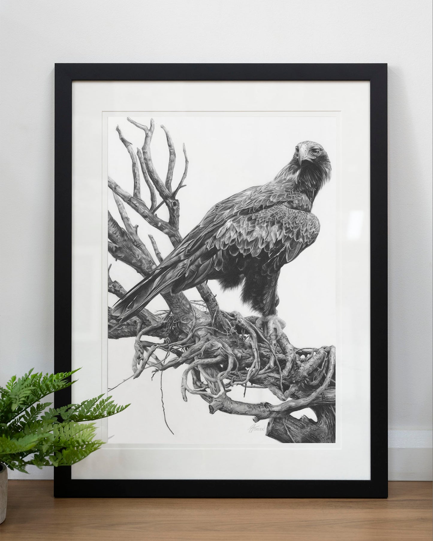 'Wedge-tailed Eagle' art print