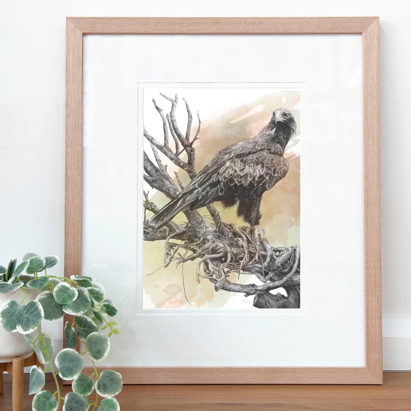 'Wedge-tailed Eagle Colour' art print