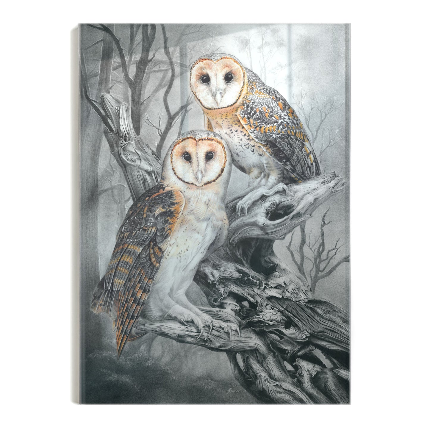'Tasmanian Masked Owls' acrylic print