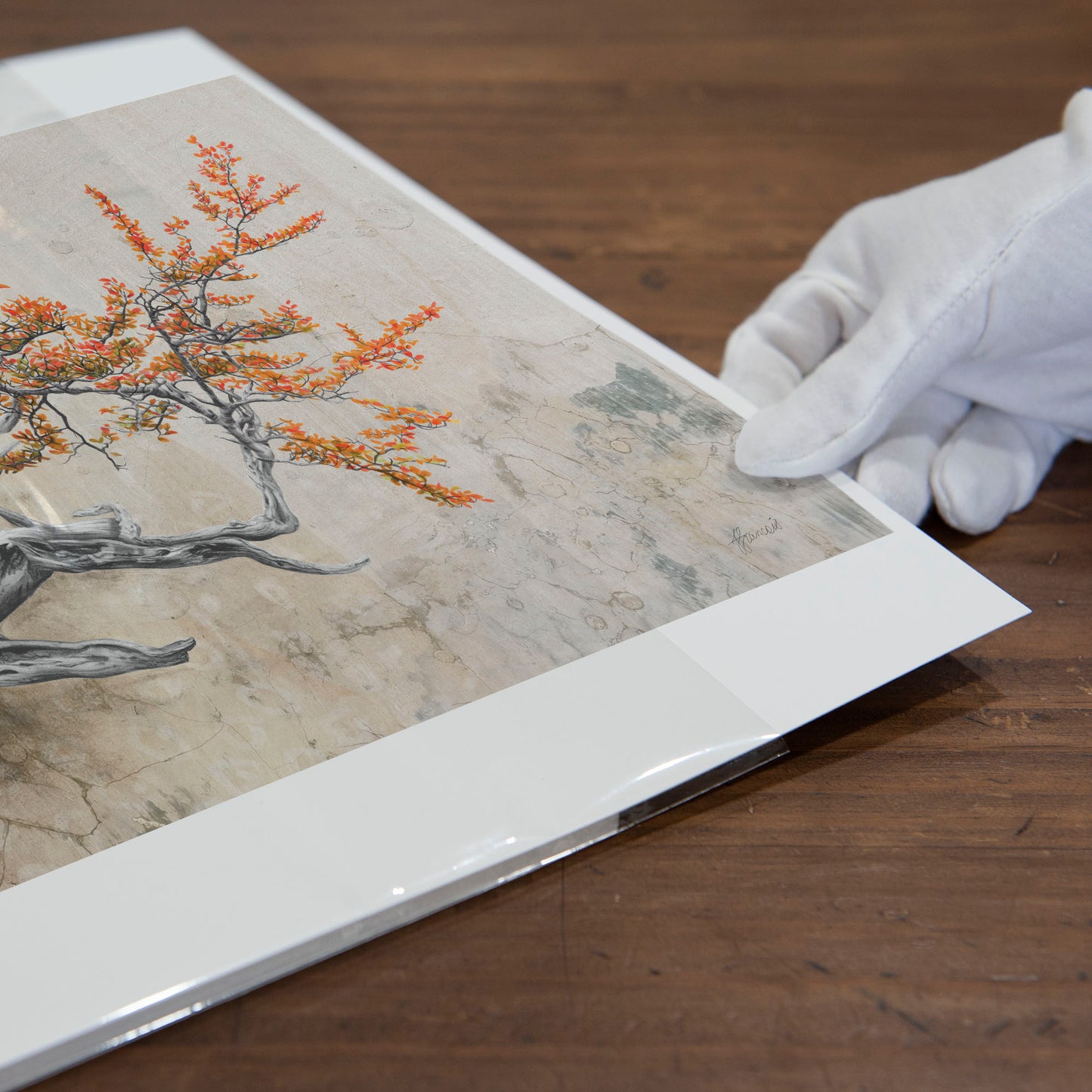 'Bonsai Fagus' art print