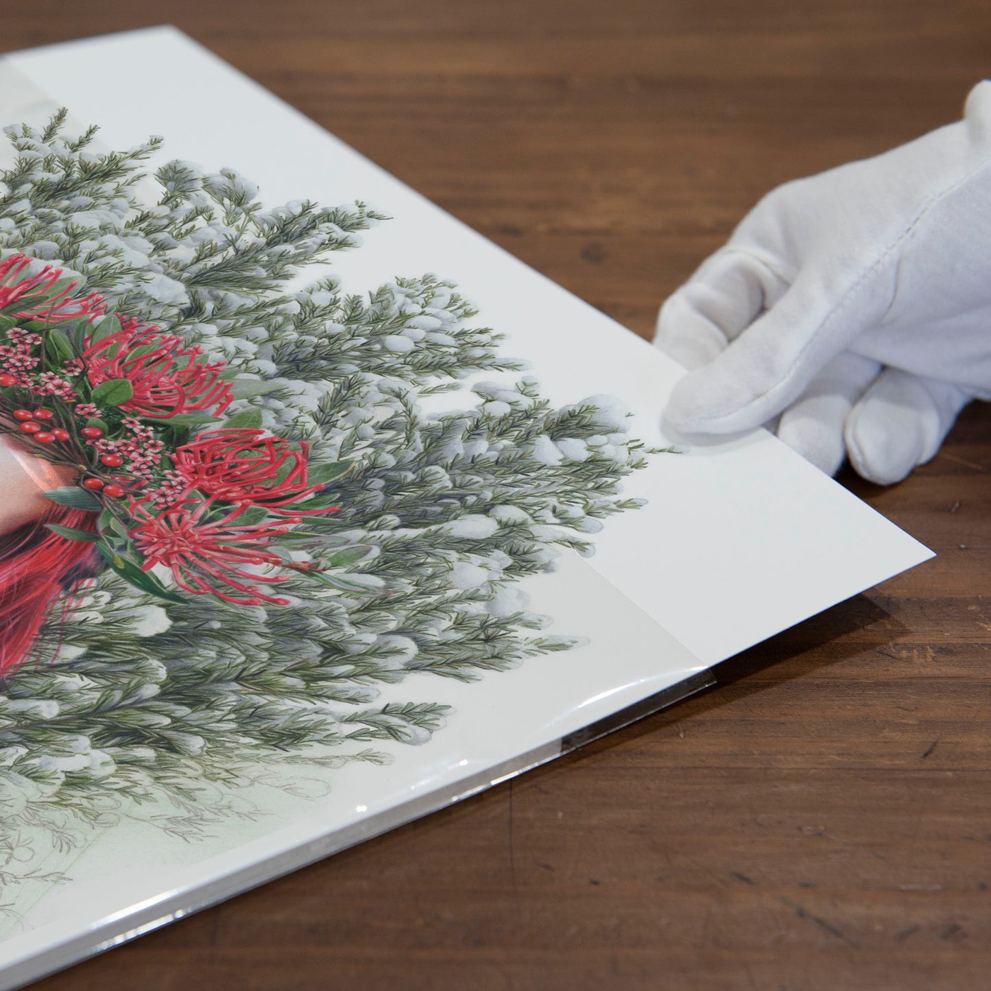 'Waratah Queen' art print