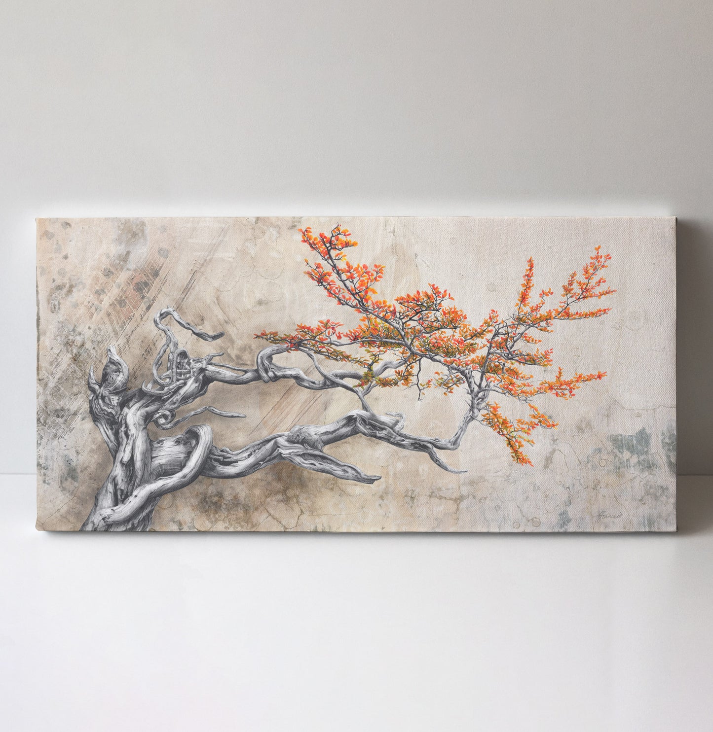 'Bonsai Fagus' canvas print