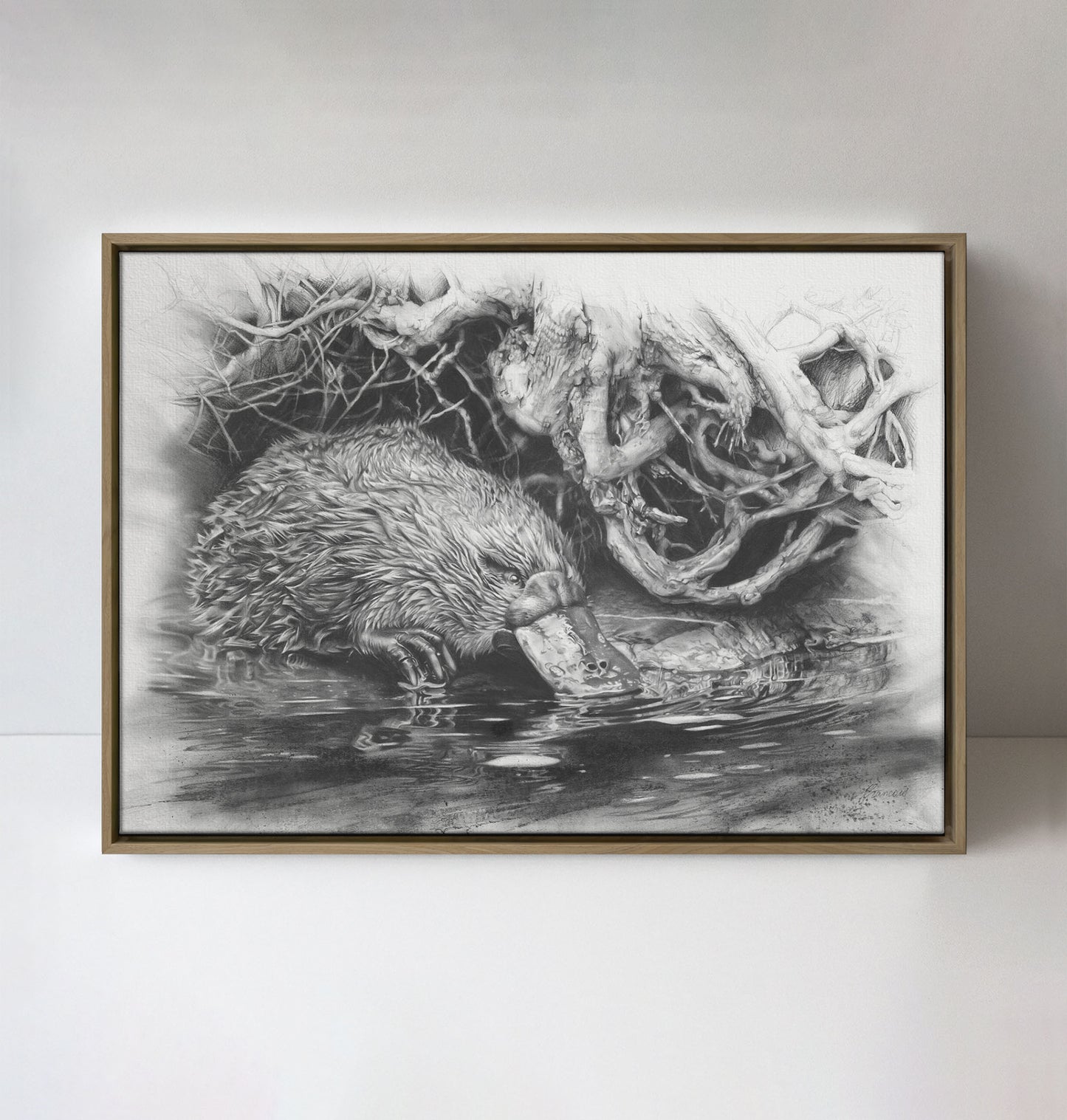 'Platypus' canvas print
