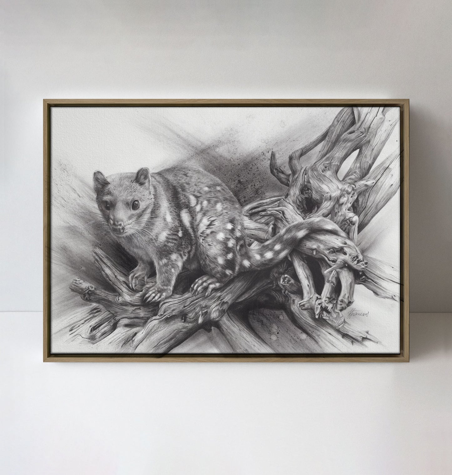 'Spotted Quoll' canvas print