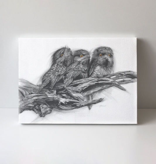 'Tawny Frogmouth Trio' canvas print