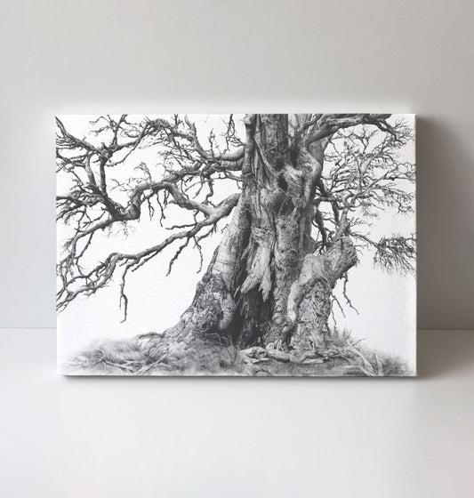 'Tree Elder 1' canvas print