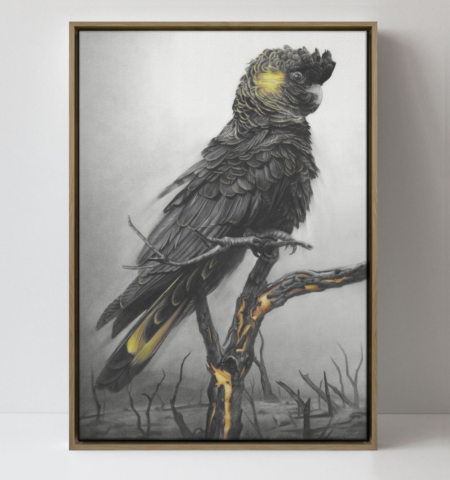 'Black Cockatoo' canvas print